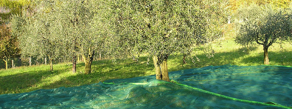 Olivensammelnetze